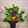 This is a 6 inch potted pothos ivy plant in a wicker