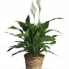 The peace lily is a plant with dark leafy leaves and has