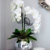 Beautiful orchid in a silver ball in 2-3-4 different orchids depending on