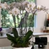 Gorgeous orchids arrangement in a beautiful white container, each and every orchid