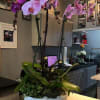 Beautiful lavender orchids In a white container and succulents 