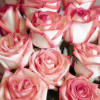 These roses have a fun, bubbly personality with expression in every blossom.