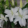 Share the wonder as these stunning white lilies continue to blossom, one