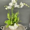 A graceful  and harmonious arrangement of four white orchid stems, elegantly