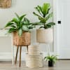 Brown or white woven plant stand with 12&quot; plant included. Perfect house