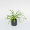 Fern plant in a chic black pot. Sweet gesture.