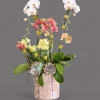 Mix orchids 