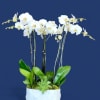Four stems of potted Phalaenopsis orchids in a sleek wooden box, paired
