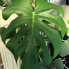 Monstera deliciosa&#039;s iconic, split leaves are so pretty that they&#039;ve been featured