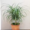 Full of spunky personality, the ponytail palm is a forgiving and easy