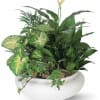 Planter, foliage, desk, office Dish gardens are a green and growing expression