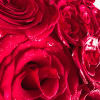 This is a next-level vibe! A heart-shaped box packed with fire-red roses&mdash;straight-up