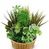 Traditional dish garden of assorted green and  or blooming plant. Container