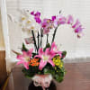 Planted Orchids and mixed mini&ndash;Flowers Plant