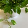 One of the easiest indoor plants to grow &amp; they are known