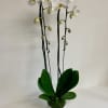 2 perfectly blooming stems of white phalaenopsis orchid delivered in a white