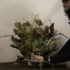 The timeless beauty of Bagan is captured in this dried flower arrangement