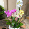 Abundant and beautiful Orchids arranged&nbsp;in a high-quality ceramic pot with decorative elements