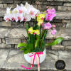 Abundant and beautiful Orchids arranged&nbsp;in a high-quality ceramic pot with decorative elements