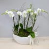 This orchid arrangement pairs two double stem mini white orchids. Each upgrade