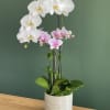 A beautiful assortment of 2 orchids arranged in a white ceramic vase.
