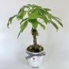 A money tree is a symbol of wealth and good luck, believed