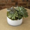 Enjoy succulent delivery with the Succulent Garden is a lovely and adaptable