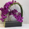Elegant display of 4 stems long draping dendrobiums orchid captured by Australian