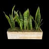 An incredibly easy houseplant to take care of, the snake plant is