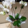 Order this cutie white Phalaenopsis orchid. It&#039;s great for any occasion. Category: