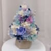 It&rsquo;s a small plant which suitable for bedroom or office desk. Last