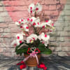 Triple orchid plant White with red lip potted in a azalea clay