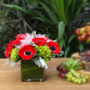 [ Height: 9&#039;&#039; - 10&#039;&#039; | Diameter: 9&#039;&#039; - 10&#039;&#039; ]Striking red