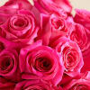 Eye-catching hot pink roses with a fun, modern vibe. Our vibrant blooms