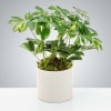 Also known as dwarf schefflera, umbrella plants like bright, indirect light. Their