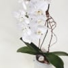 - Orchid plant arrangement featuring elegant, exotic blooms
- Lush green foliage complements
