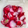 Elevate your Valentine&rsquo;s Day experience with our exquisite &ldquo;Isn&rsquo;t She Lovely&rdquo; Rose
