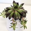 The Common Houseleek, also known as Sempervivum, charms with its rosettes of
