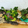 original aroma pine wood trunk, decorated with mini succulents, cactus and a