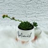 Cup optimist succulents also fill your home with peace and harmony. 
It&#039;s