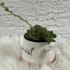 Cup optimist succulents also fill your home with peace and harmony. 
It&#039;s