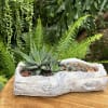 A living succulent selected and grown to complement a16 inches long log
