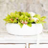 Bloom5Cymbidium orchid pot