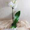 Bloom4036