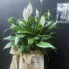 Peace Lily 6&quot;. Vase will vary depending on what vase we have