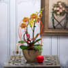 beautiful orchid in modern design