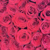 The Heartbeat of Love is a dazzling floral display of around 150