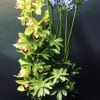 Calming Strength.....
Agapanthus Cymbidium orchid Succulents
 