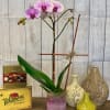 A single lavender orchid planted in a specialty ceramic container dressed with