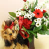 ***** Please pick what dog/cat you would like. an adorable arrangement filled